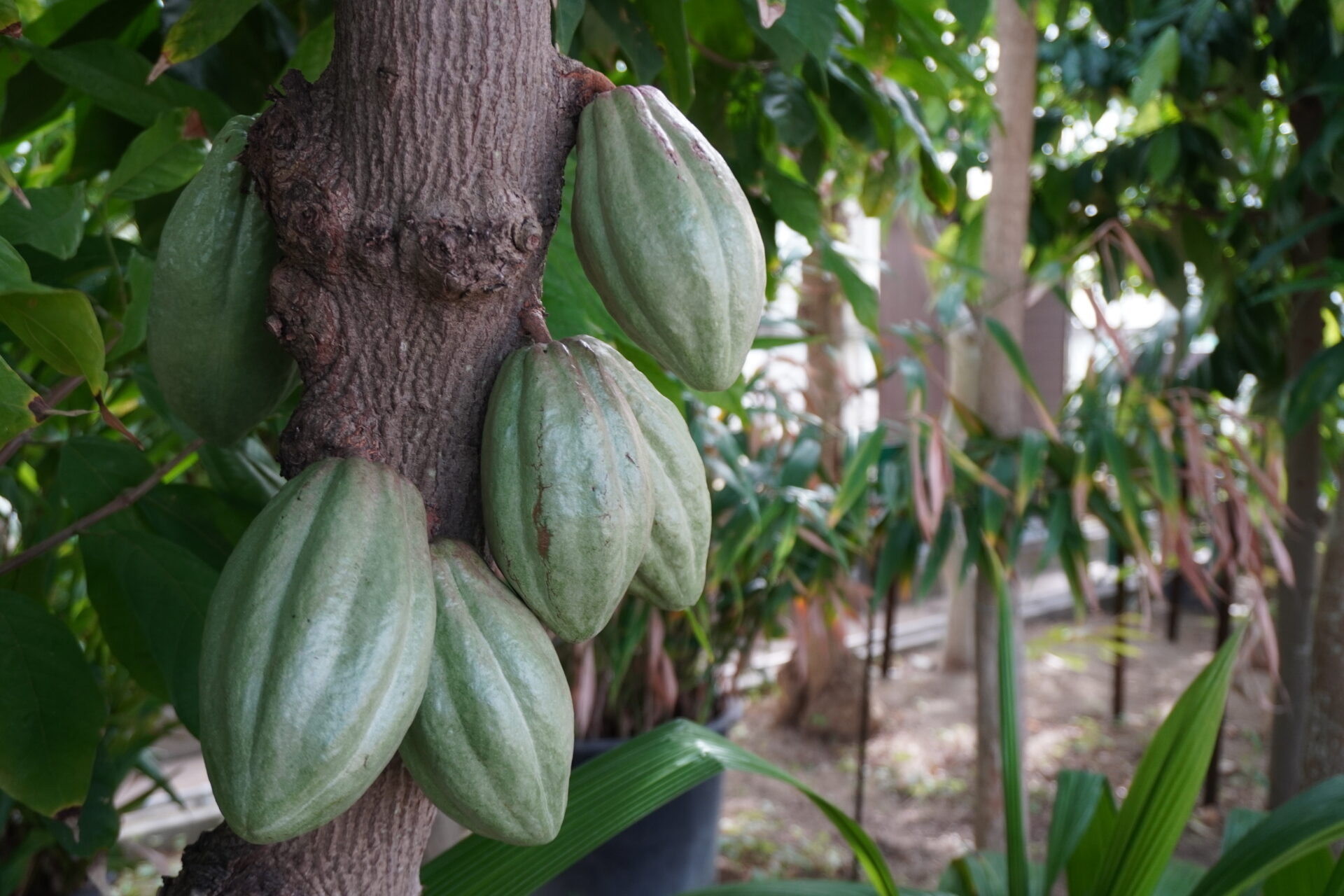 カカオの実